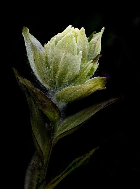 Castilleja occidentalis  19-6789.jpg